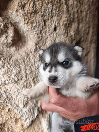 Cuccioli Siberian Husky