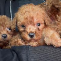 Cuccioli di barboncino toy