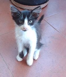 Gattino di pochi mesi