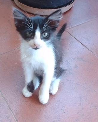 Gattino di pochi mesi