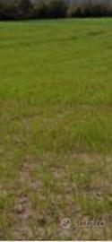 Terreno agricolo