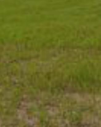 Terreno agricolo