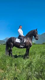 Cavallo frisone sella e carrozza