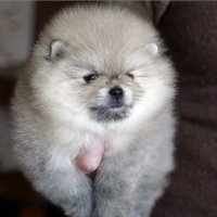 SPITZ di Pomerania nano