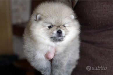 SPITZ di Pomerania nano