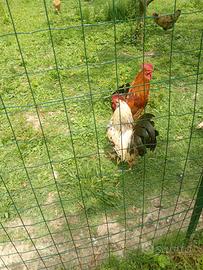 Vendio galline e galli