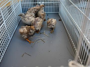 Uccelli