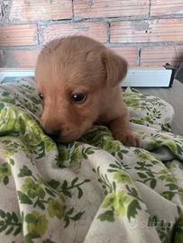Cuccioli di labrador