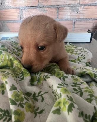 Cuccioli di labrador