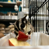 Petauro dello zucchero