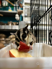 Petauro dello zucchero