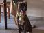 Immagine 5