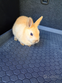 Coniglietto testa di leone