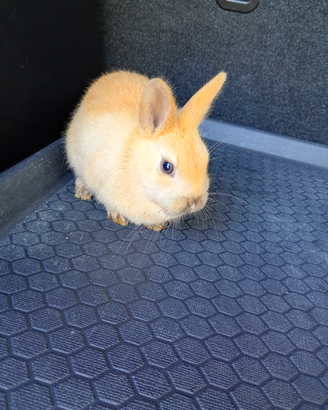 Coniglietto testa di leone