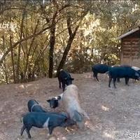 Maialini Pura Cinta Senese