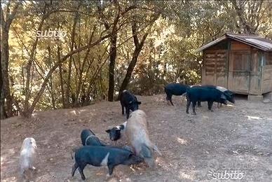 Maialini Pura Cinta Senese