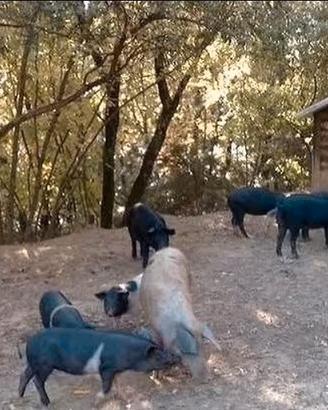 Maialini Pura Cinta Senese