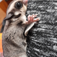 3 petauri dello zucchero con voliera legno