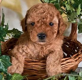 Barboncini Toy nani Red pronti per venire da te