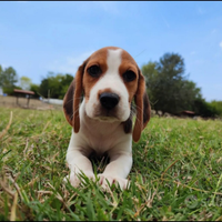 Beagle cuccioli tricolore