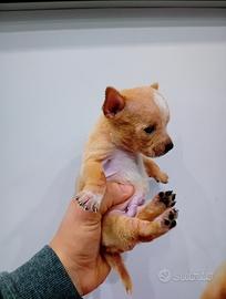 Chihuahua mini toy