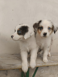 Pastore australiano con pedigree ENCI