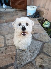 Cucciolo Cane maltese