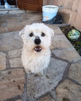 Cucciolo Cane maltese