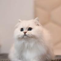 Gatti British Shorthair (longhair)