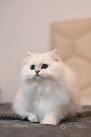 Gatti British Shorthair (longhair)