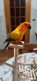 Pappagallo Conuro del Sole