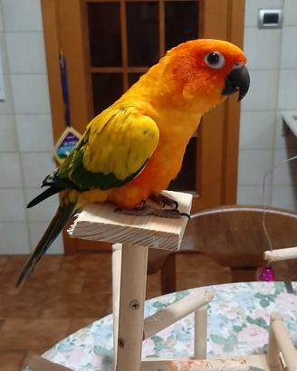 Pappagallo Conuro del Sole