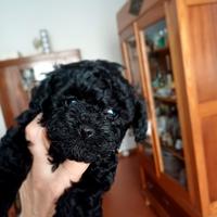 Barbone femmina toy