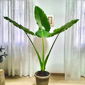 Pianta di alocasia