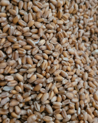 Grano