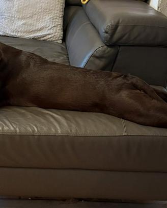 Labrador Cioccolato per monta