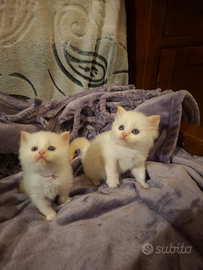Gattini cuccioli Ragdoll con pedigree
