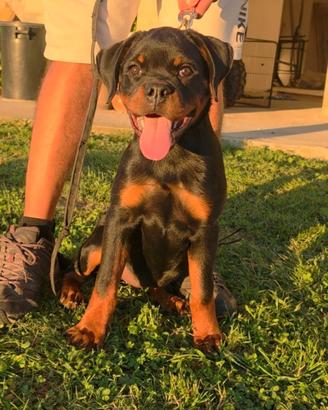 Cuccioli rottweiler alta genealogia