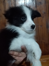 Cuccioli border collie