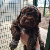 Cucciolo affettuoso di compagnia