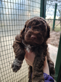 Cucciolo affettuoso di compagnia