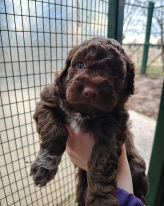 Cucciolo affettuoso di compagnia