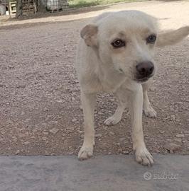 Dolcissima cagnolina di nome Stella, 2 anni