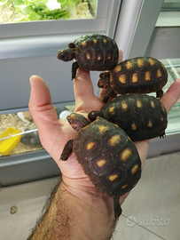 Tartarughe Carbonarie