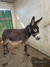 Asinello sardo