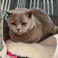 Femmina British shorthair