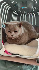 Femmina British shorthair
