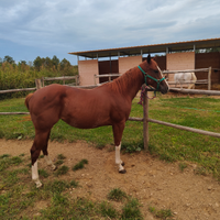 Cavallo in vendita