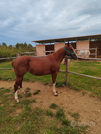 Cavallo in vendita