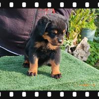 Rottweiler